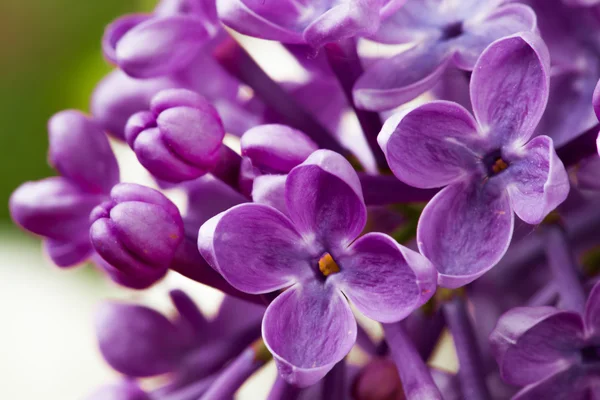 Hermosas flores de primavera delicadeza lila . — Foto de Stock