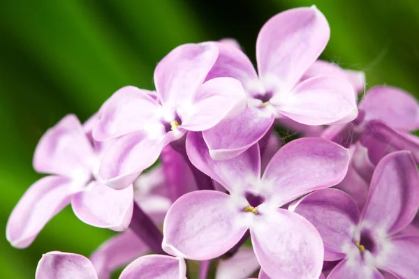 Hermosas flores de primavera delicadeza lila . — Foto de Stock