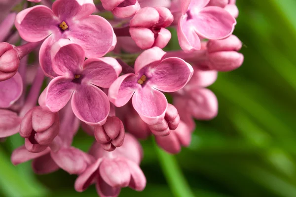 宏观形象的春天丁香紫色花 — 图库照片