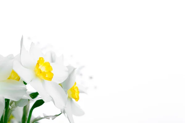 Spring floral border, beautiful fresh narcissus flowers — Stock Photo, Image
