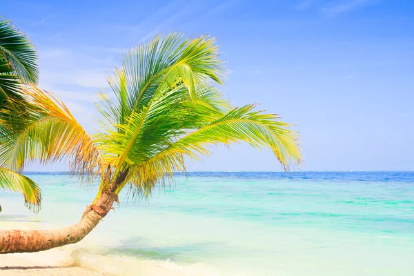 Egzotik palmiye ağaçlarının beyaz kum plaj — Stok fotoğraf