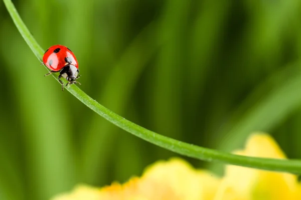 Mariquita corriendo a lo largo de la hoja de hierba verde —  Fotos de Stock