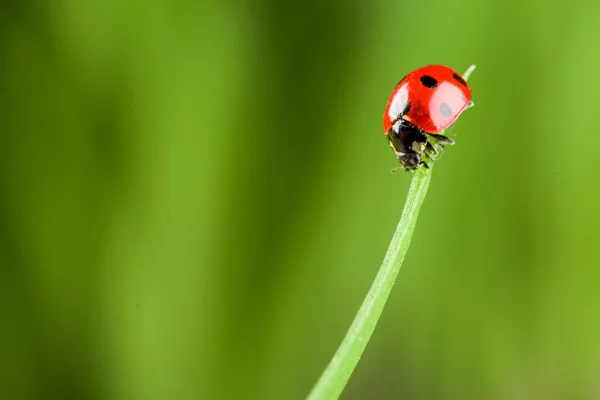Ladybug running along on blade of  green grass — Stock Photo, Image