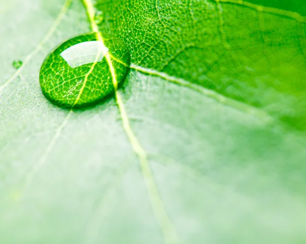 Vatten droppar på färska gröna blad — Stockfoto