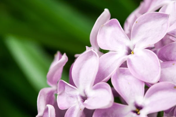 紫罗兰色的淡紫色花 — 图库照片