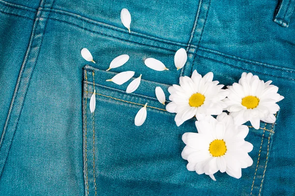 Camomile in jeans pocket — Stock Photo, Image