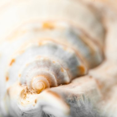 Doğal spa elemanları - deniz kabuğu starshell ile