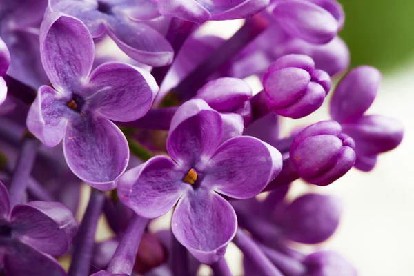 Macro imagen de flores violetas lila primavera — Foto de Stock