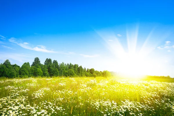 Pôr do sol sol e campo de grama fresca verde — Fotografia de Stock