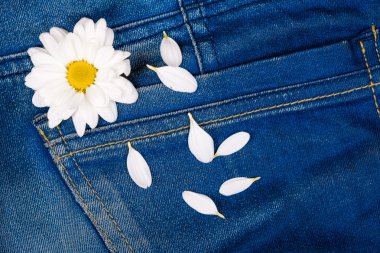 papatya kot pantolon cebinde