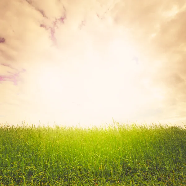 Campo fantastico — Foto Stock