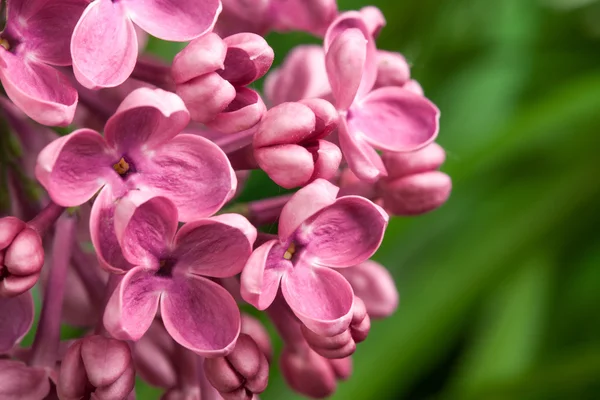 Beautiful spring delicacy lilac flowers. — Stock Photo, Image