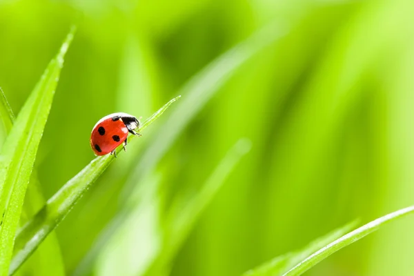 Lieveheersbeestje op gras Over groene Bachground — Stockfoto