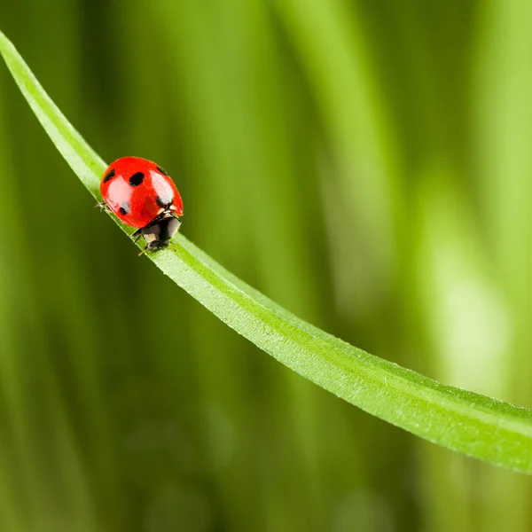 Mariquita corriendo a lo largo de la hoja de hierba verde —  Fotos de Stock