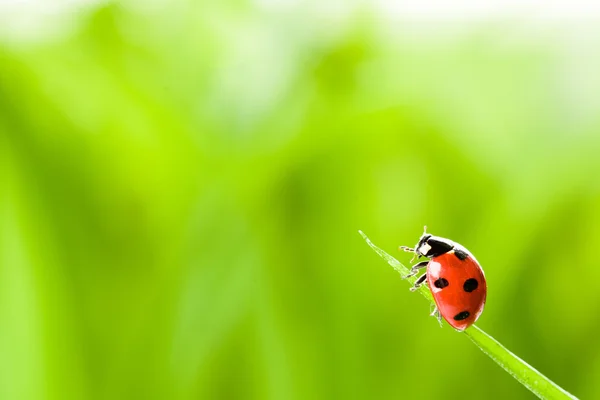 Červená beruška na zelené trávě — Stock fotografie