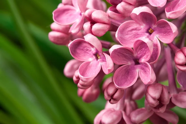 Violet lilac flowers — Stock Photo, Image