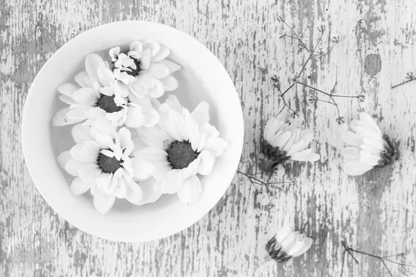 Daisy flowers in a bowl — Stock Photo, Image