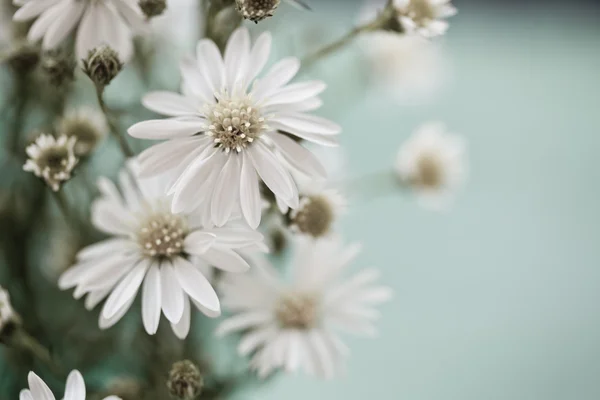 Daisies — Stock Photo, Image