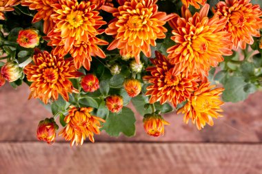 Chrysantemum