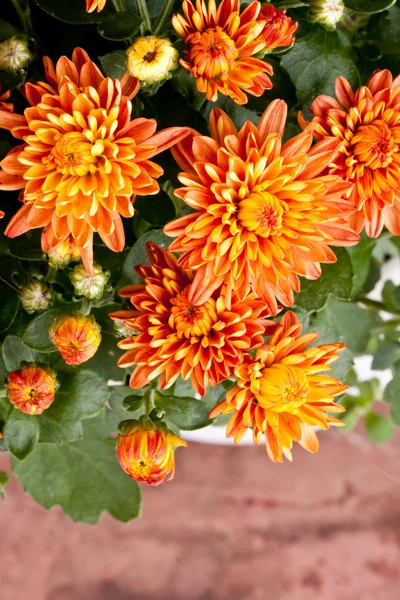 Chrysantemum — Stock Fotó