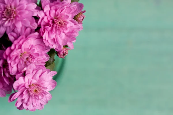 Pink chrysanthemum — Stock Photo, Image