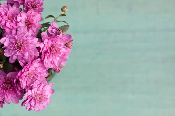 Pink chrysanthemum — Stock Photo, Image