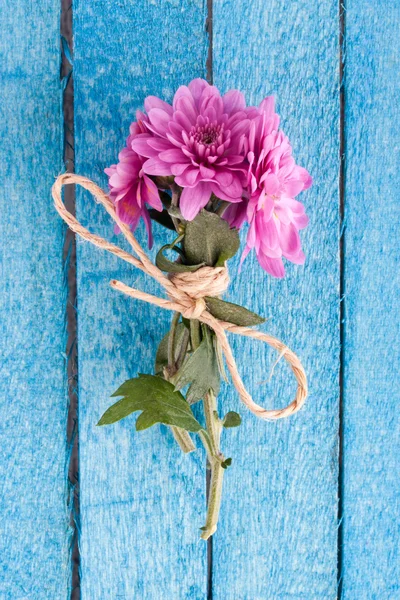 Pink chrysanthemum — Stock Photo, Image