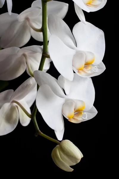 Vit orkidé blommor — Stockfoto