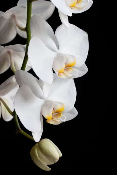 Flores de orquídea blanca —  Fotos de Stock