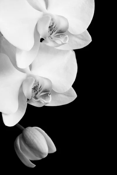 Fiori bianchi del orchid — Foto Stock