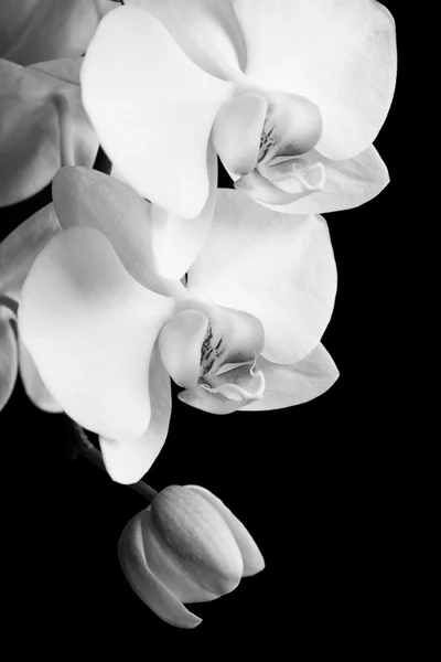 Fiori bianchi del orchid — Foto Stock