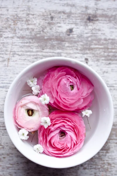 Rosa ranunculus närbild — Stockfoto