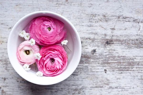 Rosa ranunculus närbild — Stockfoto