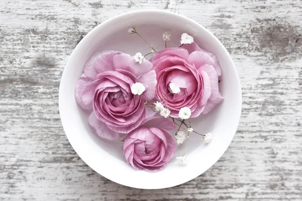 Ranunculus rosa — Foto de Stock