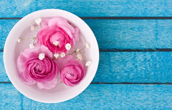 Pink ranunculus — Stock Photo, Image