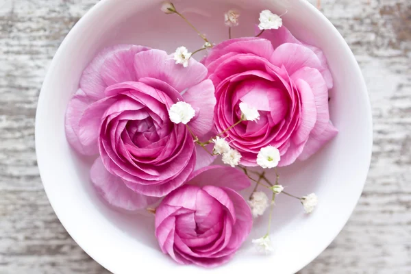 Ranunculus rosa — Foto de Stock