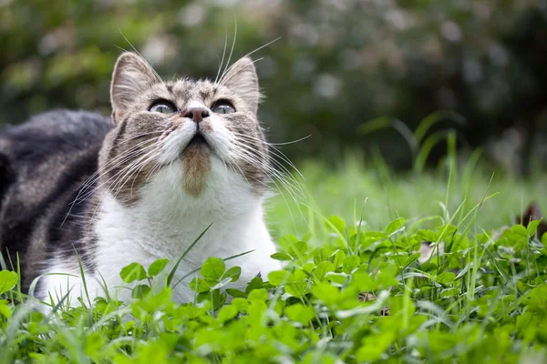 Gato vadio ao ar livre na natureza — Fotografia de Stock