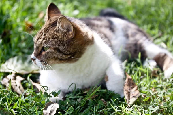 Gato vadio ao ar livre na natureza — Fotografia de Stock