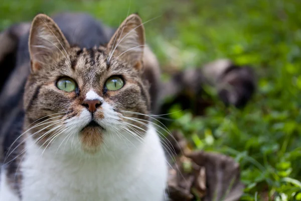 Gato callejero al aire libre — Foto de Stock