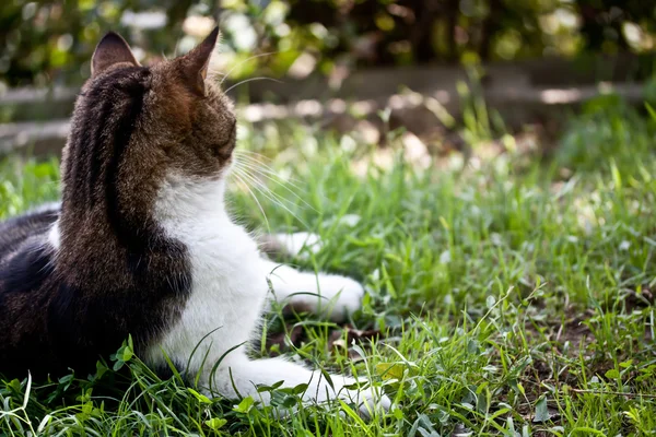 Stray cat outdoor — Stock Photo, Image