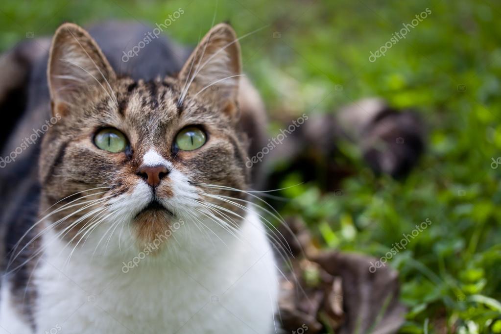 野良猫写真素材 ロイヤリティフリー野良猫画像 Depositphotos 野良猫写真素材 ロイヤリティフリー野良猫画像 Depositphotos