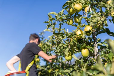 Adam malzeme çekme yeşil elma