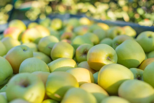 Yeşil elma (Golden Delicious)