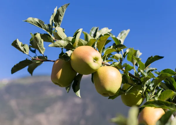 Yeşil elma (Golden Delicious) dalı ile arka planda gökyüzü