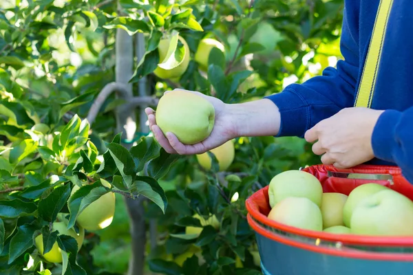 Mujer recogiendo manzanas verdes —  Fotos de Stock