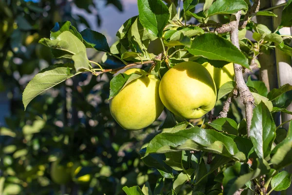 Manzanas verdes (Golden Delicious) en rama — Foto de Stock