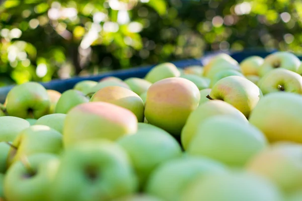 Manzanas verdes (Golden Delicious ) — Foto de Stock