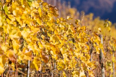 Sonbahar sarı yaprakları ile bağ