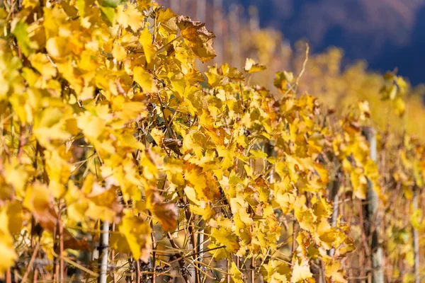 Vinhedo com folhas amarelas no outono — Fotografia de Stock