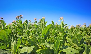 Tütün alan Polonya